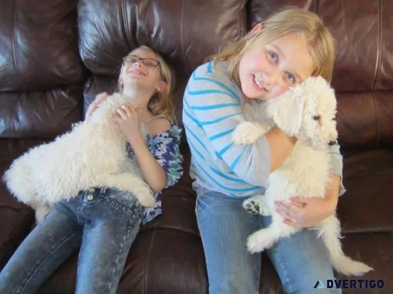 Gorgeous Komondor puppies  Available