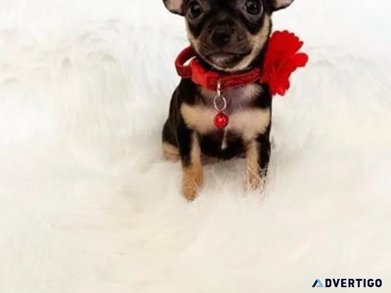 Beautiful Chihuahua Puppies available