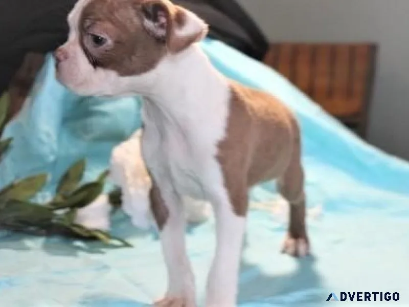 Adorable Boston Terrier puppies for Lovely Homes