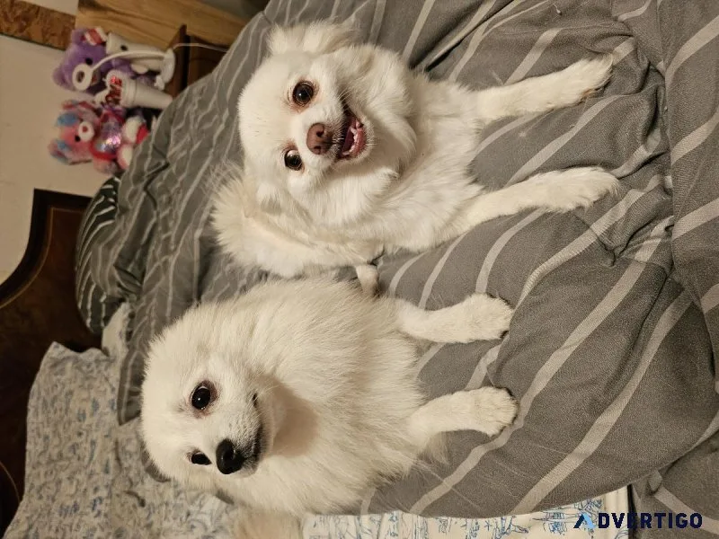 Male Pomeranian