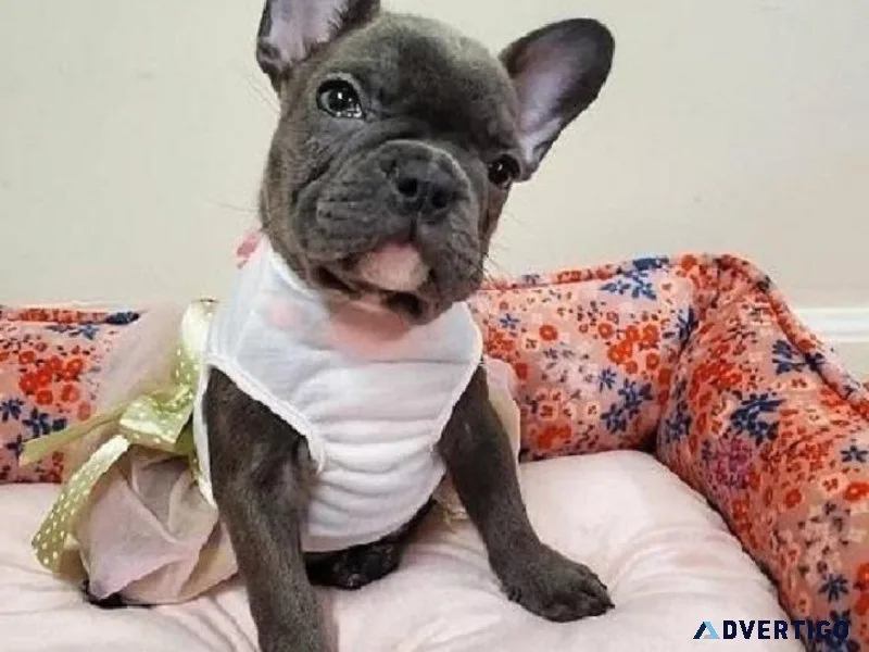 AKC Registered French Bulldog puppies