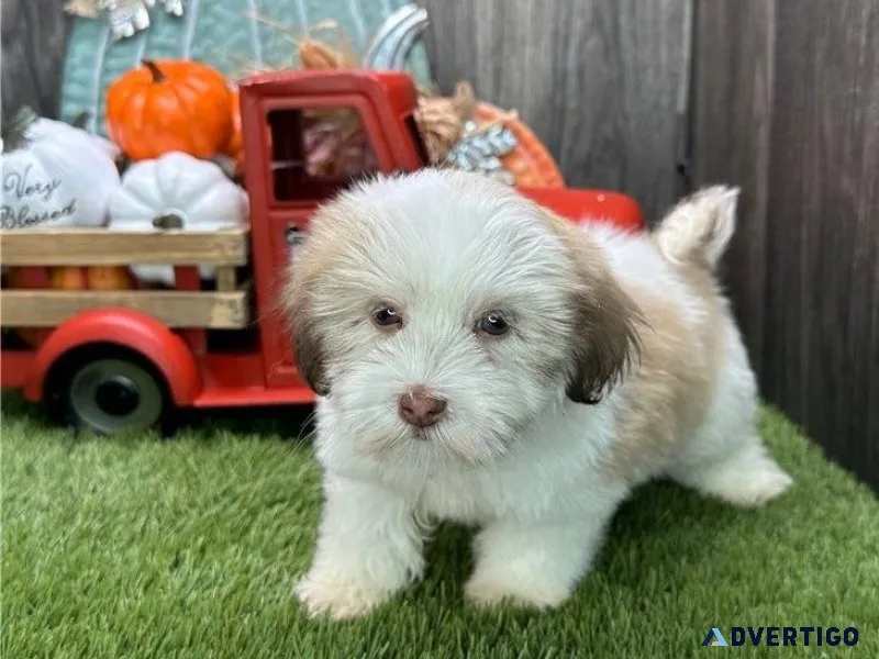 Beautiful Havanese Puppies Available NOW