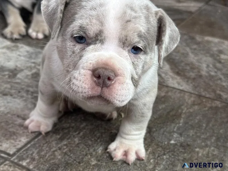 Micro American bulldog
