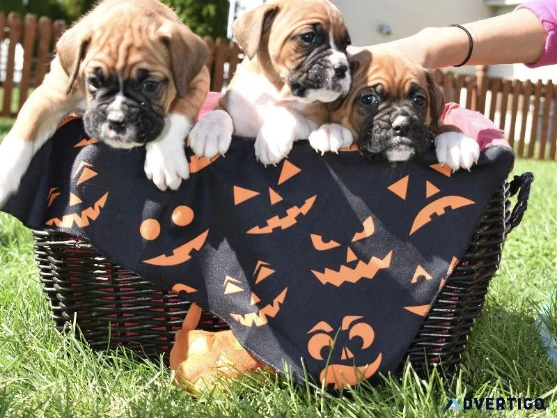 Boxer Puppies