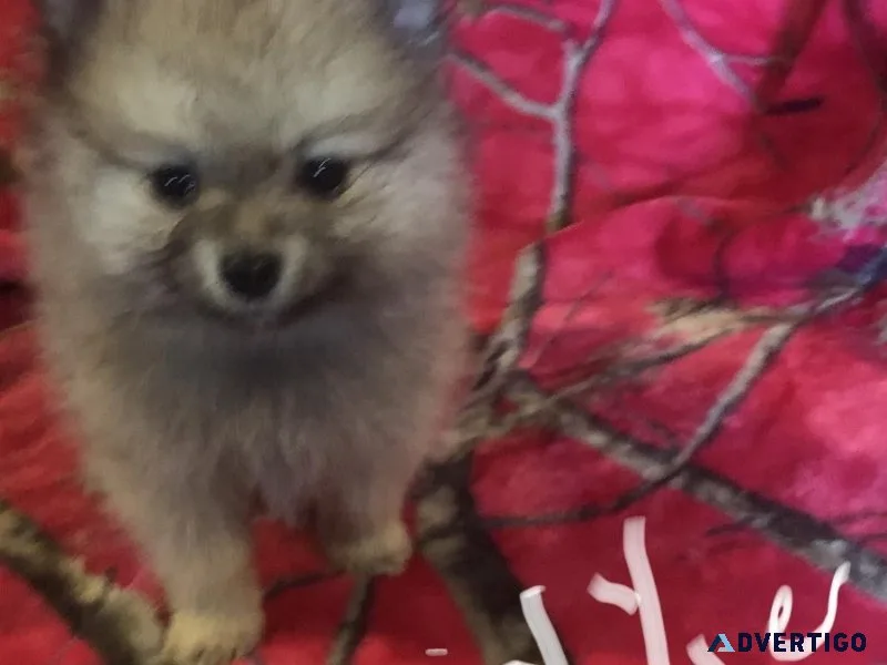 AKC reg. Pomeranian Puppies for sale