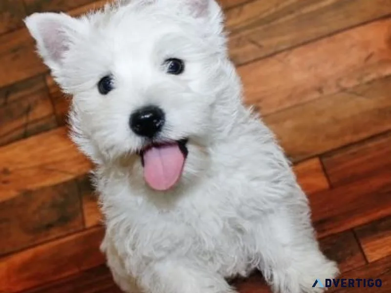 AKC West Highland White Terrier Puppies