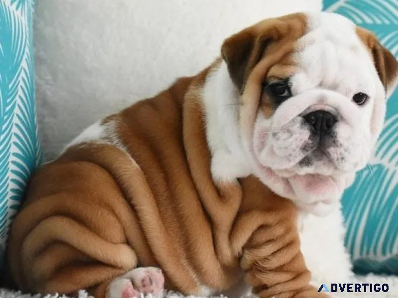Healthy Wrinkle Mini English Bulldog puppies