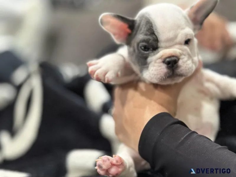 French bulldog puppies