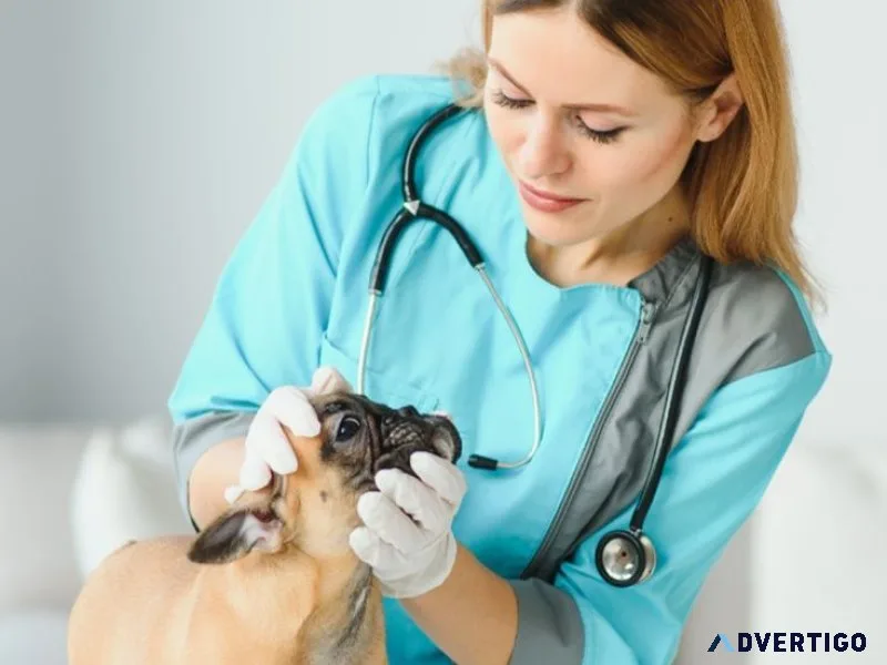 The importance of finding a trusted dog veterinary near you