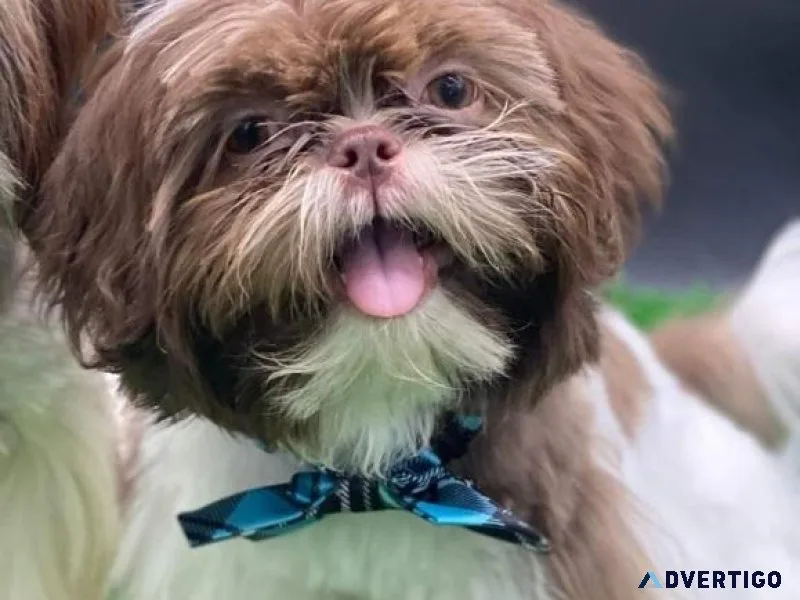 Akc Shih Tzu up for stud service.  Liver color