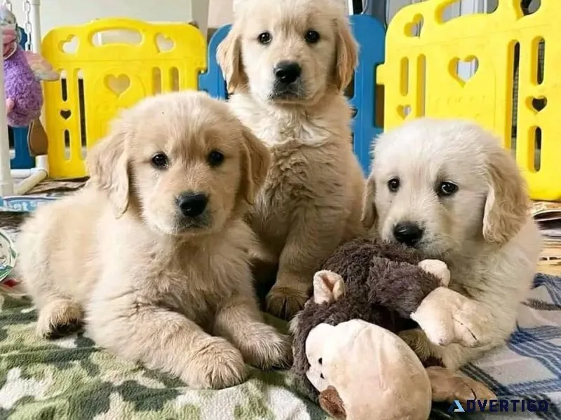 MF Golden Retriever Puppies