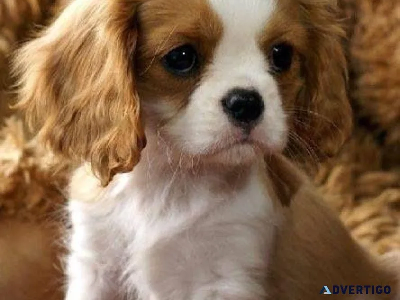 Cavalier King Charles puppies