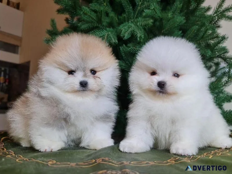 10 Weeks Old Pomeranian Puppies