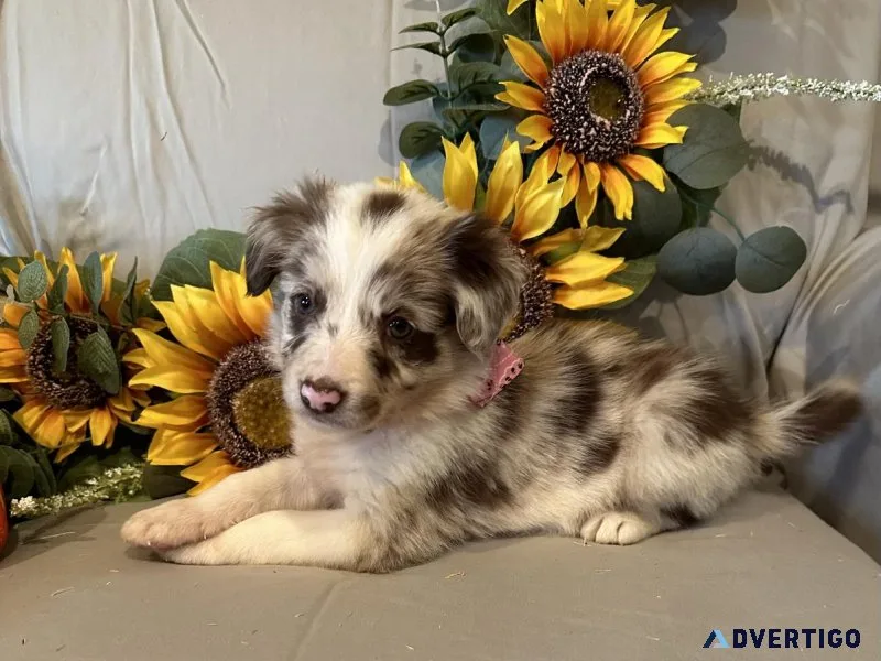 Border Collie puppies