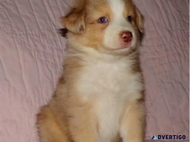 Australian shepherds