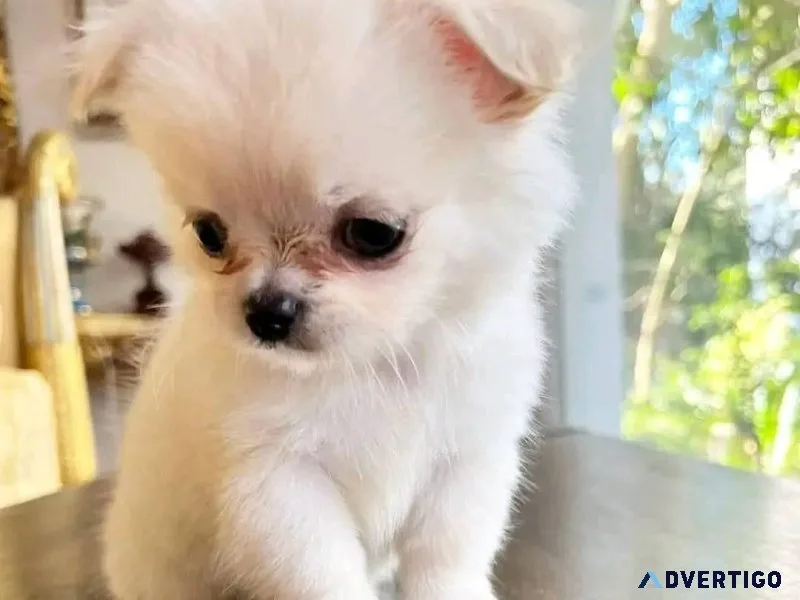 Buy a Maltese puppy online in Dehradun.