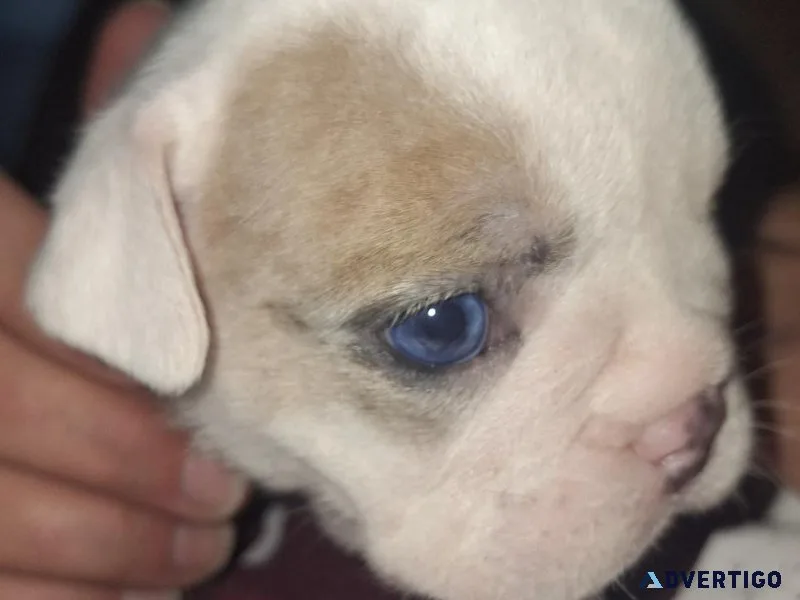 Lilac Tri merle english bulldog