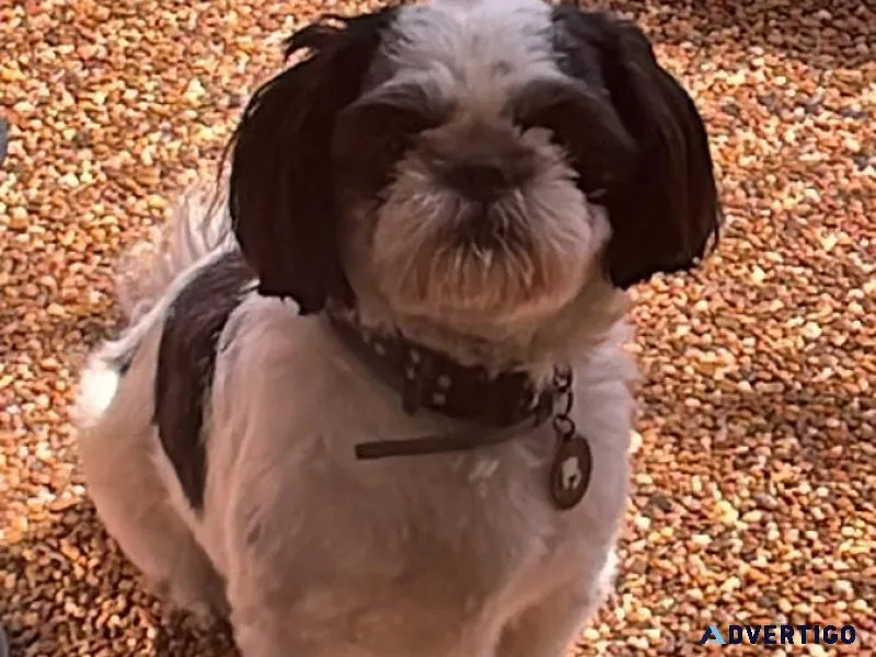 AKC Shih Tzu Male