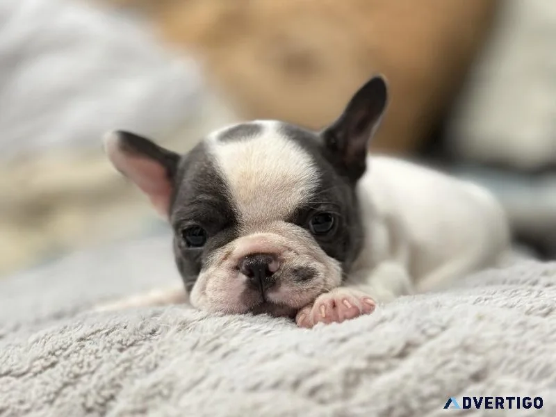 French bulldog puppies