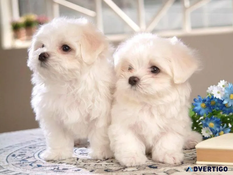 Maltese puppy and dog seller or dealer near me in Dehradun