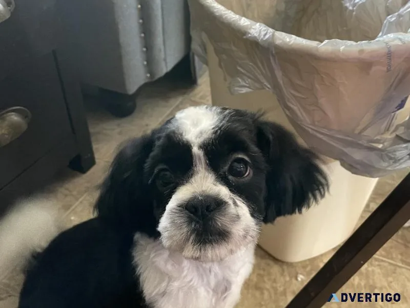 Shih Tzu Male