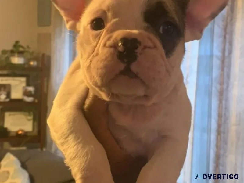Akc French Bulldog puppies