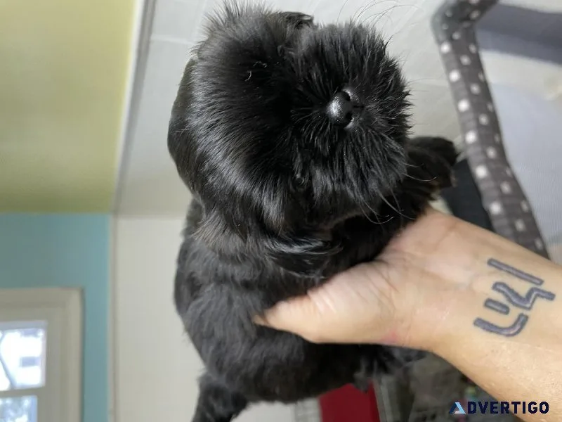 CKC Shih Tzu Males