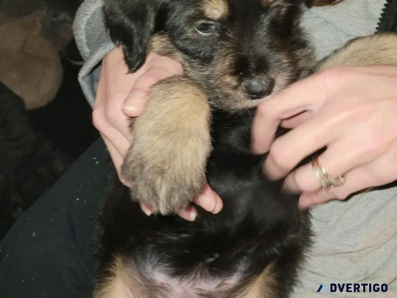 Rolo 6 week old puppy.3