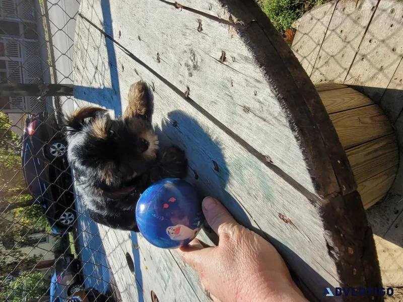 male yorkie