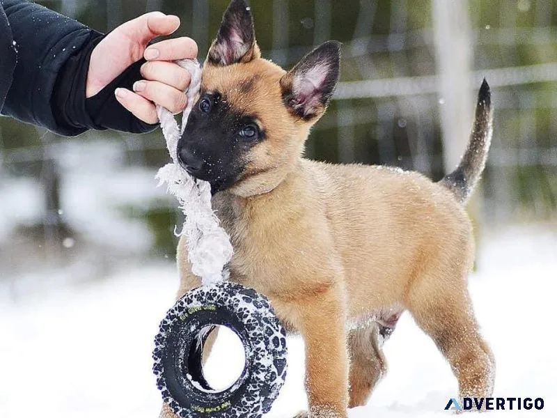 Super Belgian Malinois Puppies