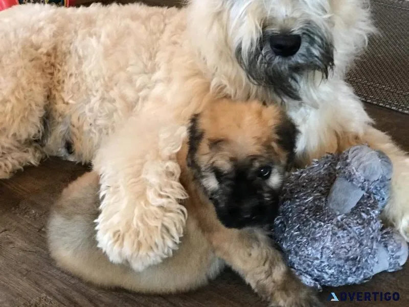 Bouvier des Flandres