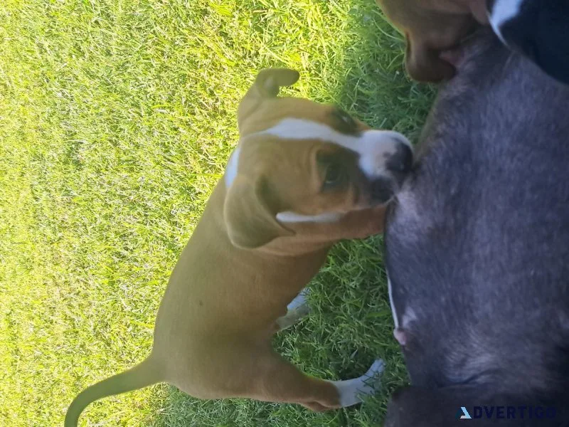 American Staffondshire Terrior  Boxer Puppies. Super cute
