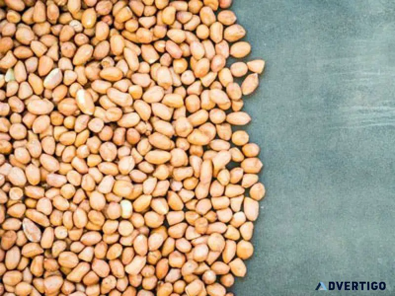 Peanut exporter and supplier india - dhanraj enterprise
