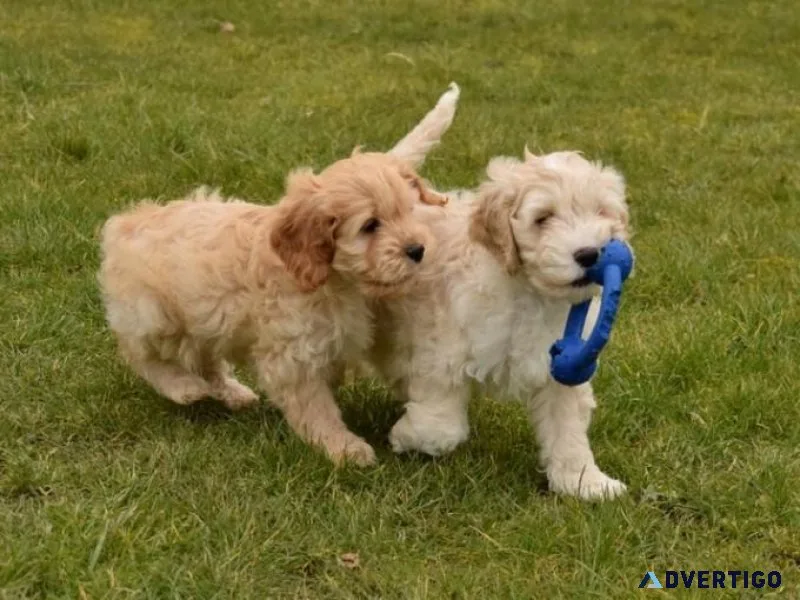 Cockapoo puppies ready now