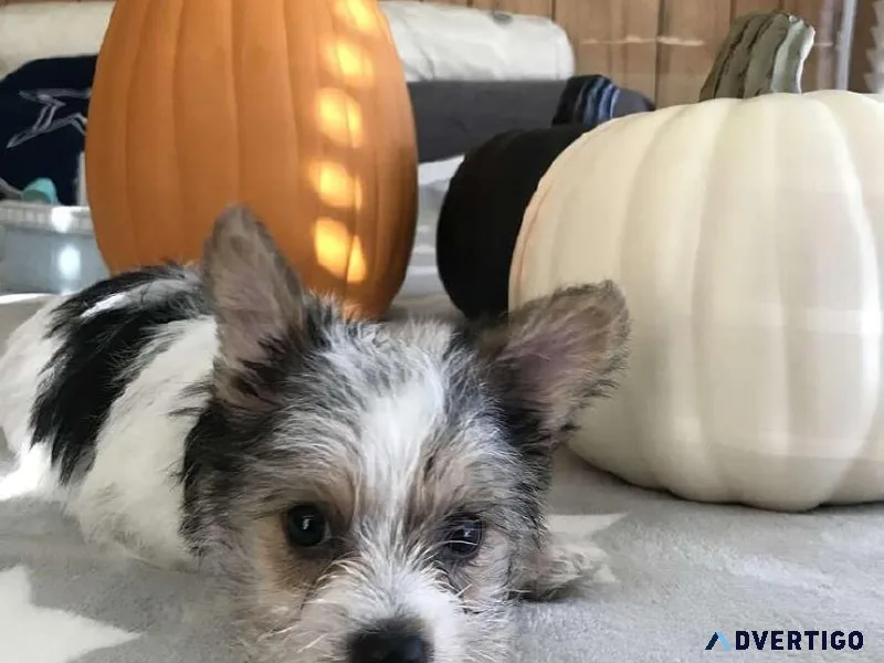 Party YORKIE FREE