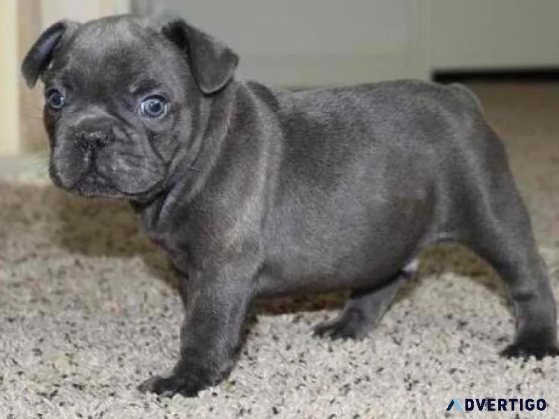 french bulldog puppies for sale