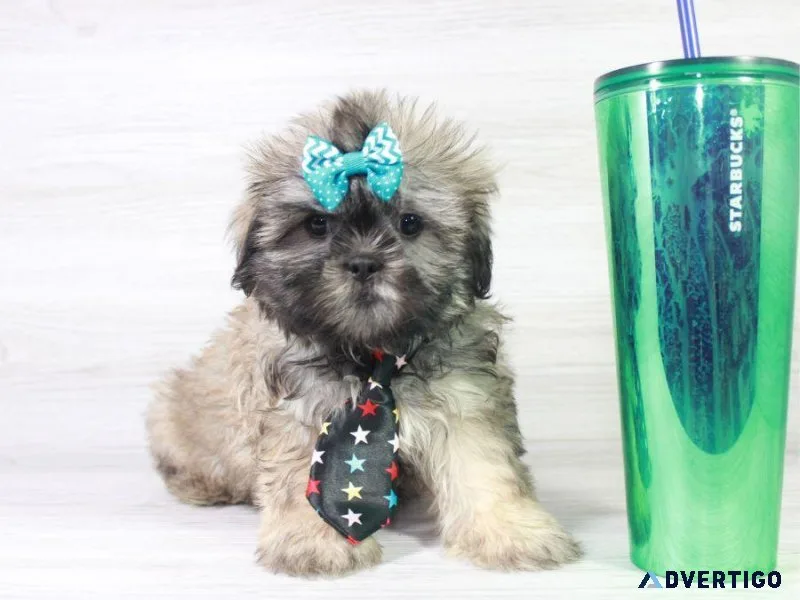 Shih Tzu Puppies For Sale