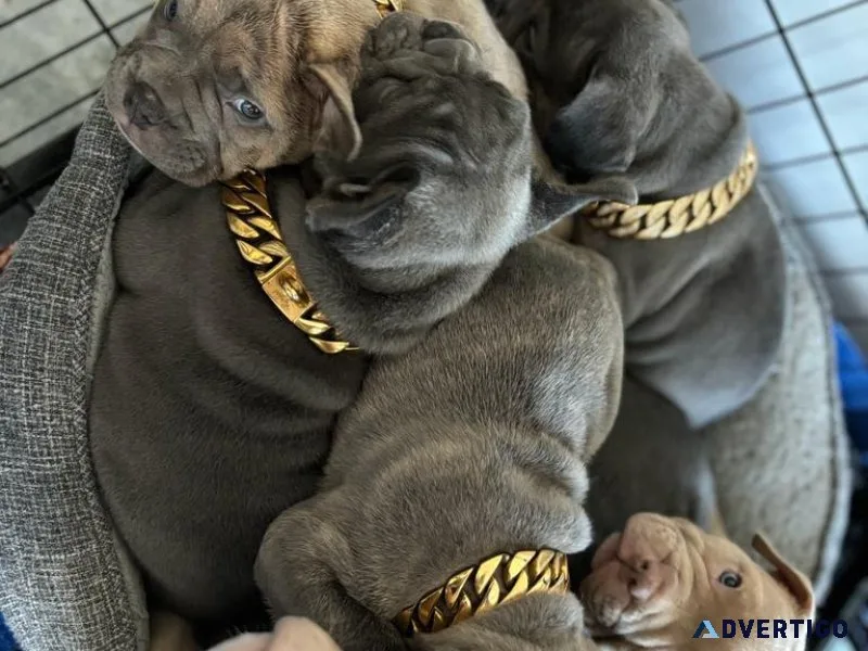 Puppies