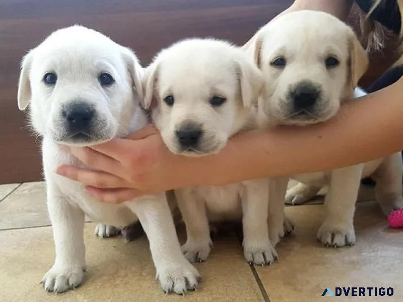 Labrador retriever pups