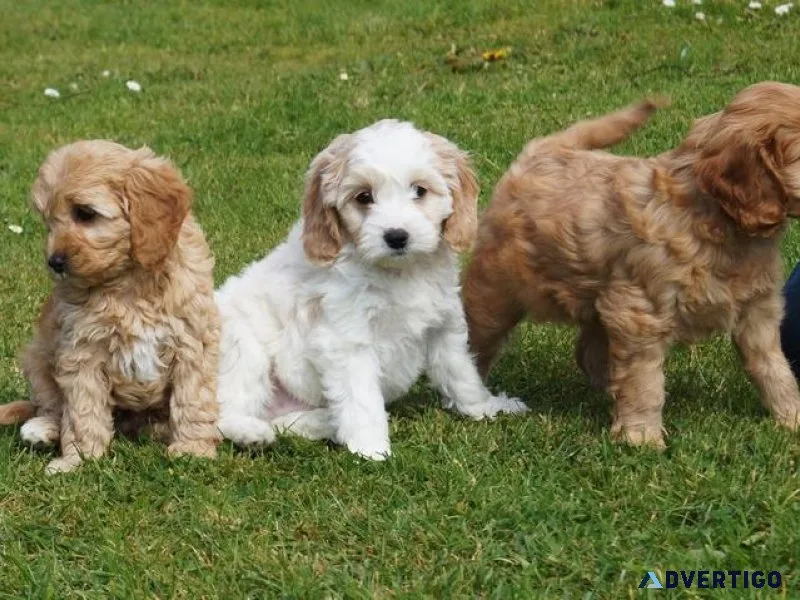 cocker spaniel puppies