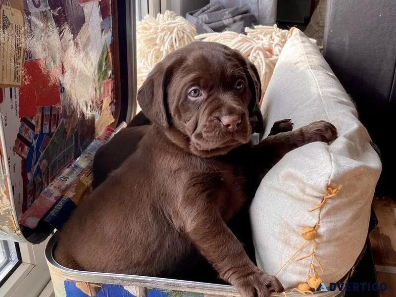 Chocolate Labrador Puppies