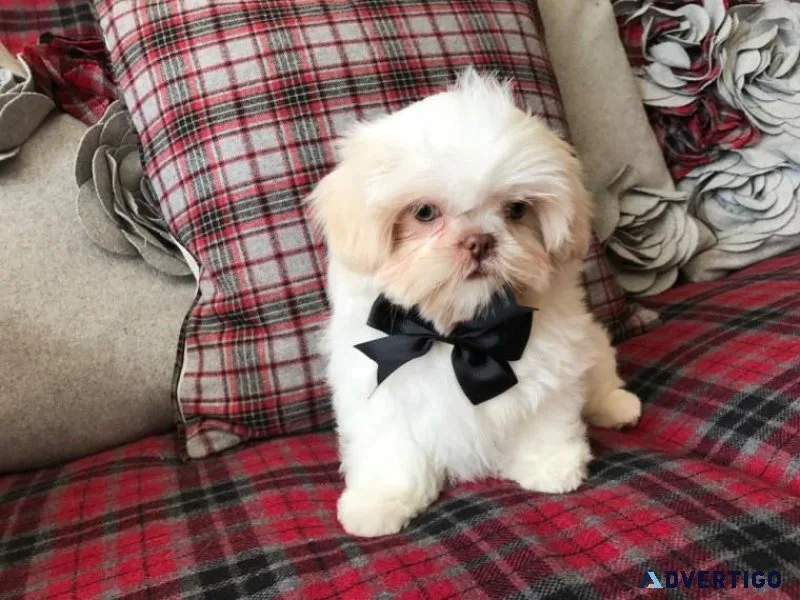 Shih Tzu Puppies For Sale