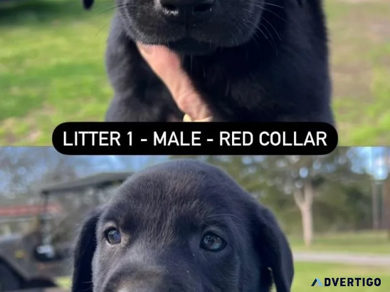 AKC Lab puppies for sale