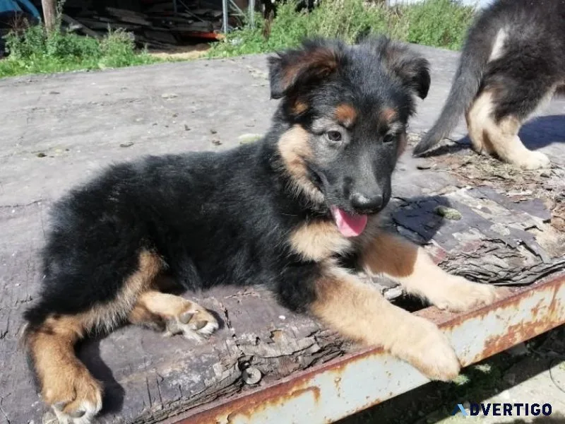 German Shepherd Puppies