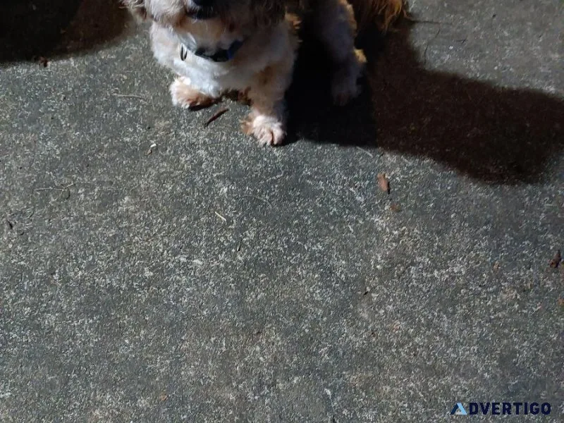 Lhasa Apso