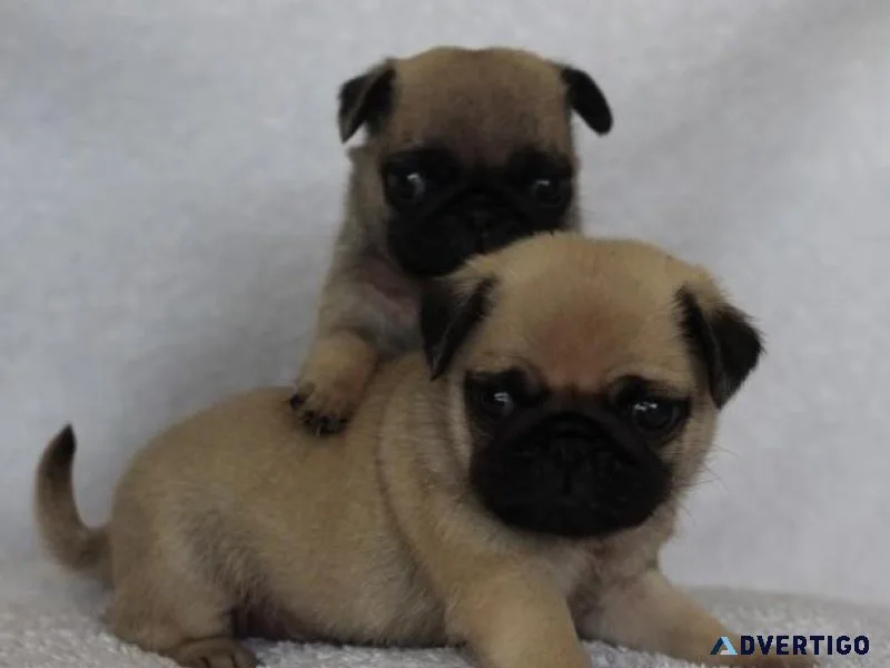 2 Gorgeous Pug