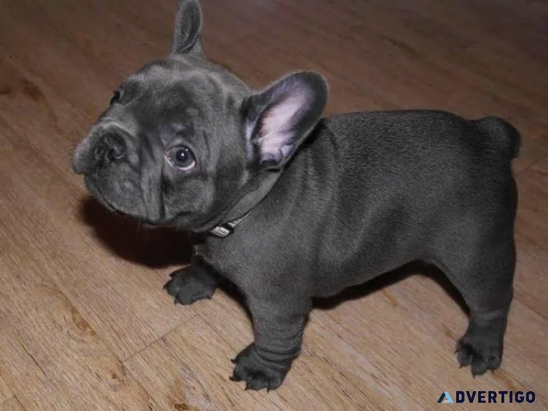 French bulldog boy for sale