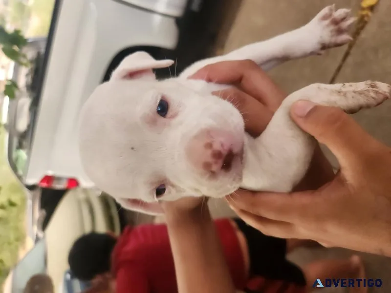Pitbull Mix Puppies