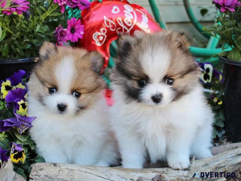 Pomeranian puppies