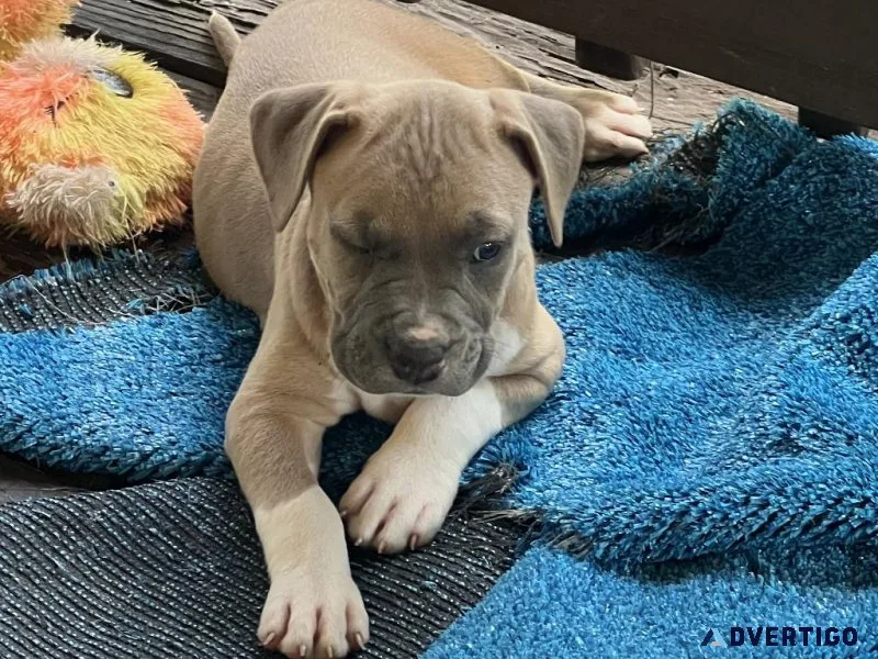 Pitt Puppies Ready NOW